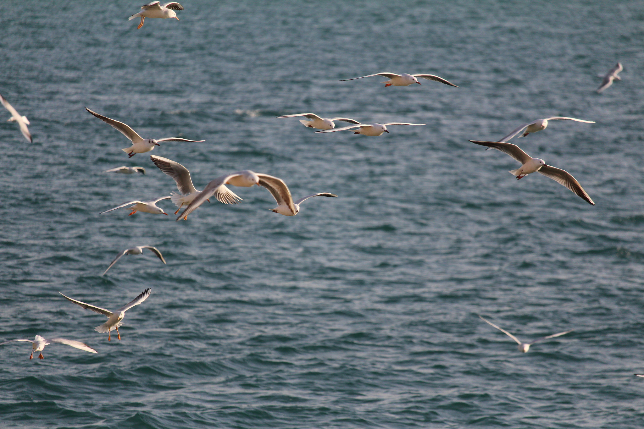 Canon EF-S 55-250mm F4-5.6 IS STM sample photo. Noise photography