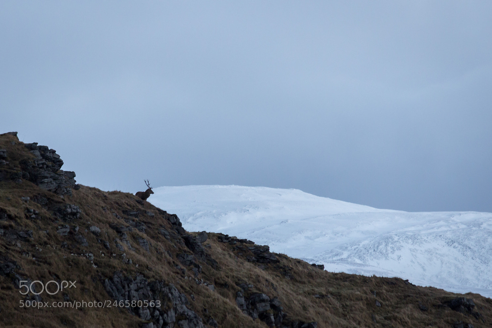 Canon EOS 600D (Rebel EOS T3i / EOS Kiss X5) sample photo. Stag above loch assynt photography