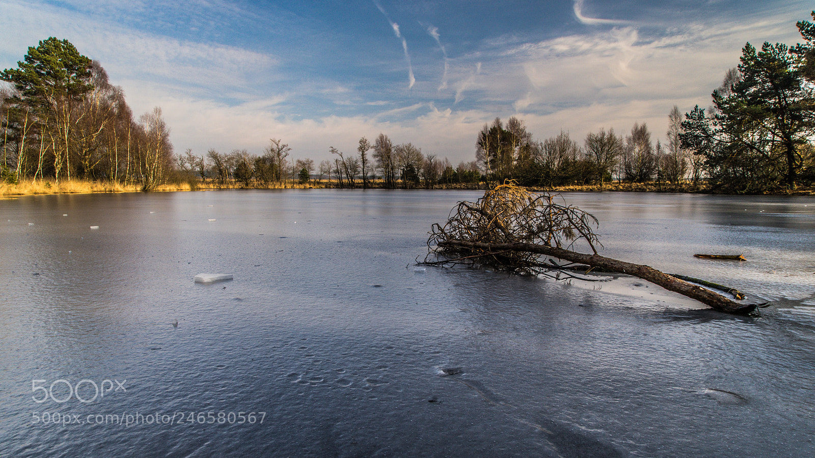 Sony a7 II sample photo. Winter sun hoge veluwe photography