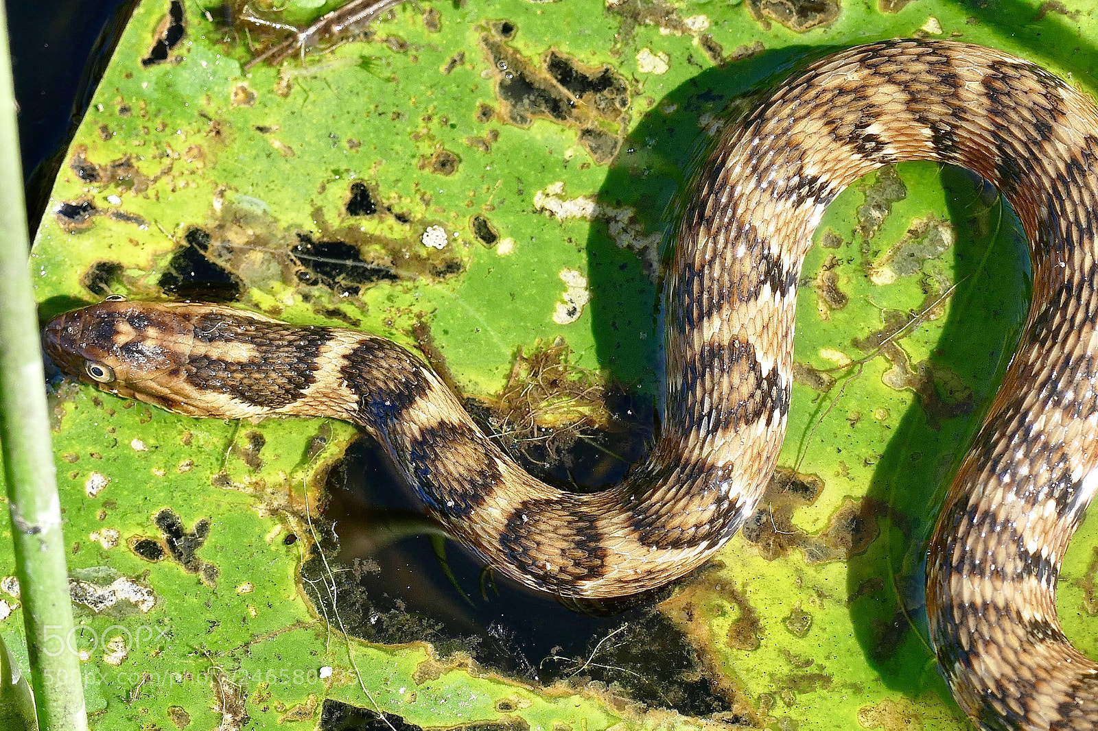 Panasonic Lumix DMC-FZ1000 sample photo. Snake on a lilly photography