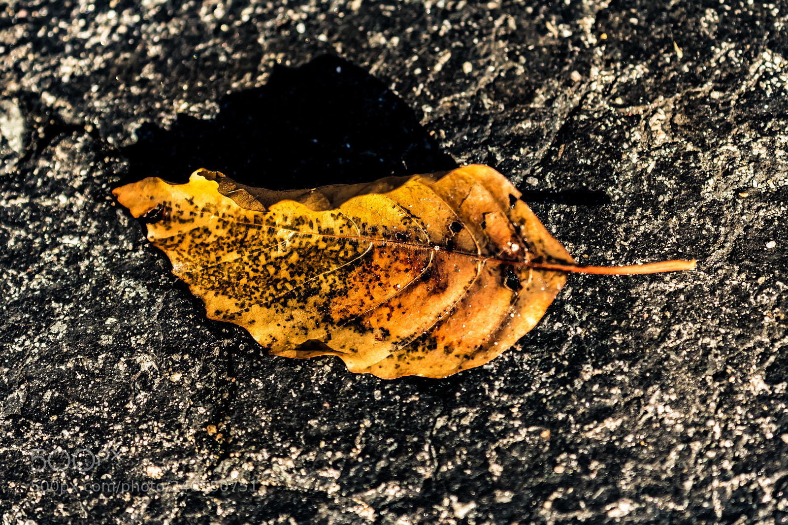 Canon EOS 750D (EOS Rebel T6i / EOS Kiss X8i) sample photo. The lone brown leaf photography