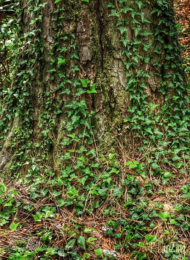 Nikon D810 sample photo. Ivy stump photography