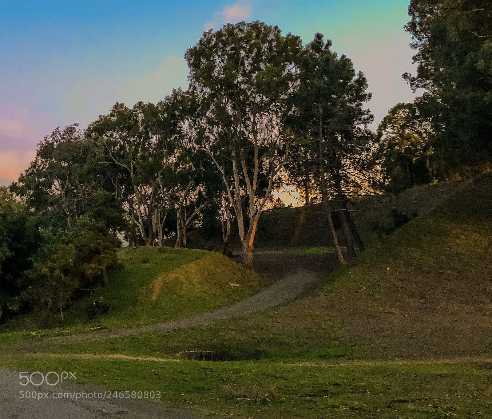 Apple iPhone 8 Plus sample photo. Trees in pastel sunset photography