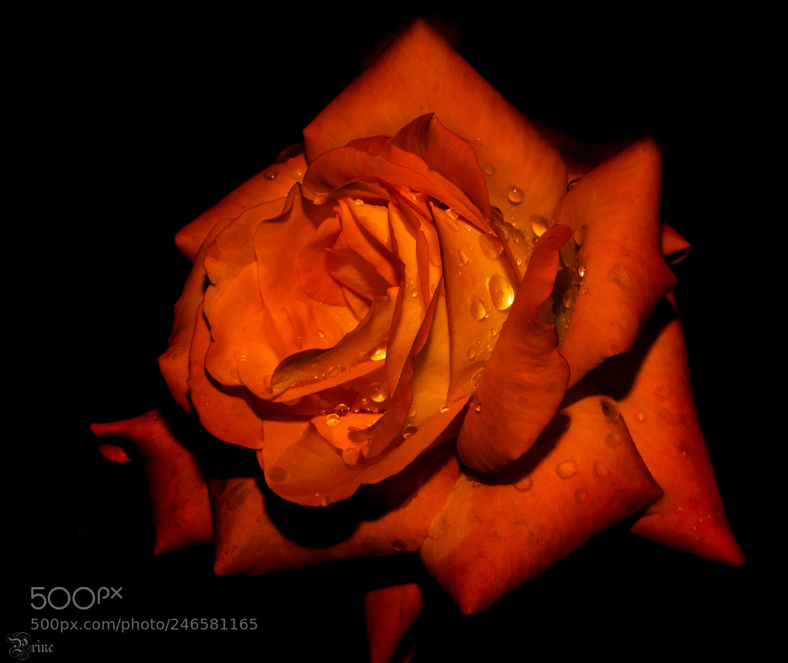 Olympus PEN-F sample photo. Flaming rose photography