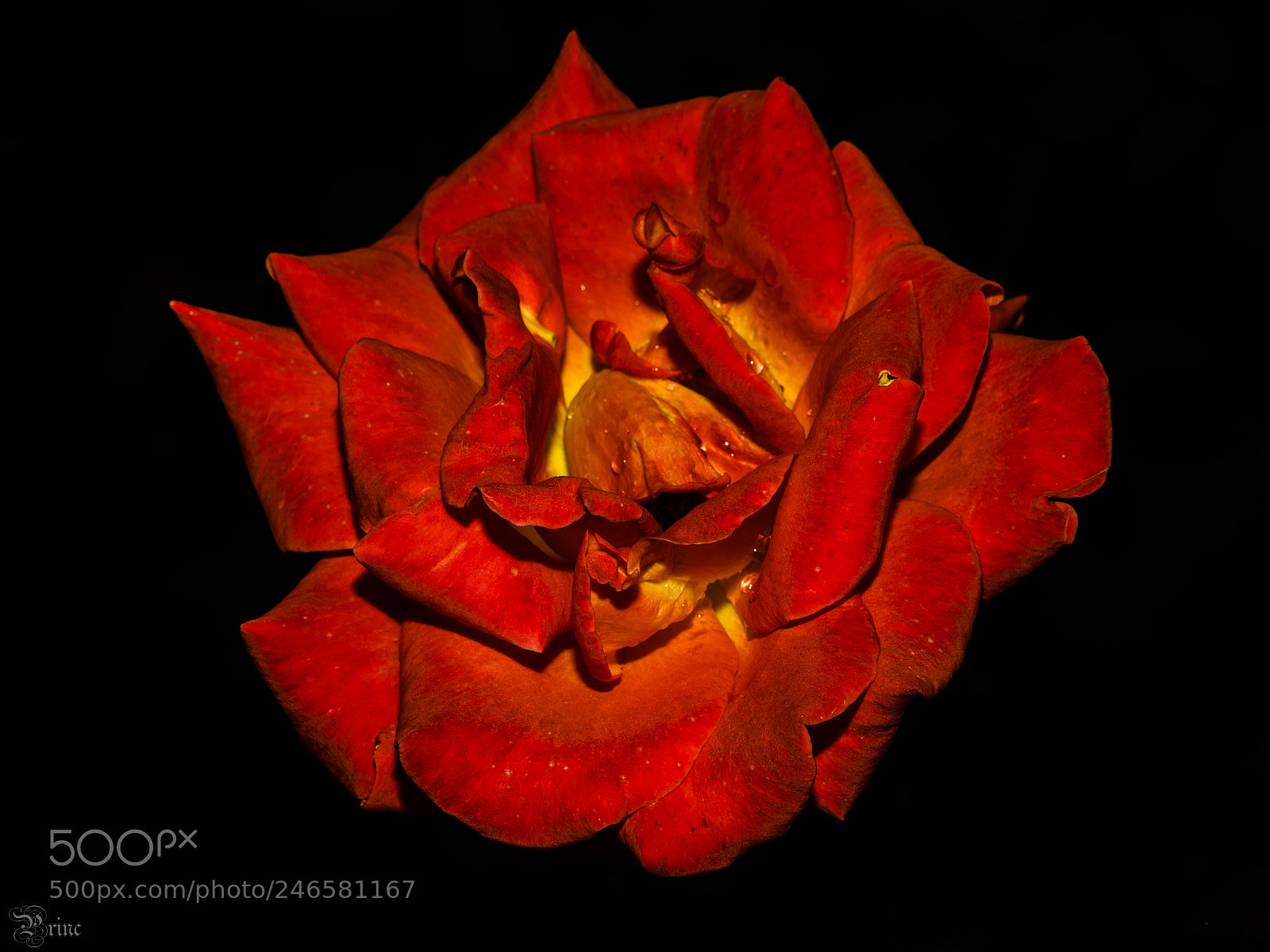 Olympus PEN-F sample photo. Flaming rose photography