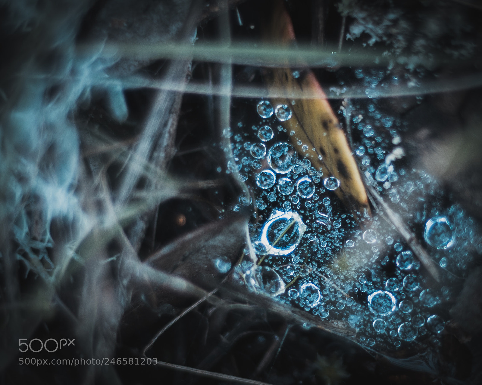 Canon EOS 7D Mark II sample photo. Details in the forest photography