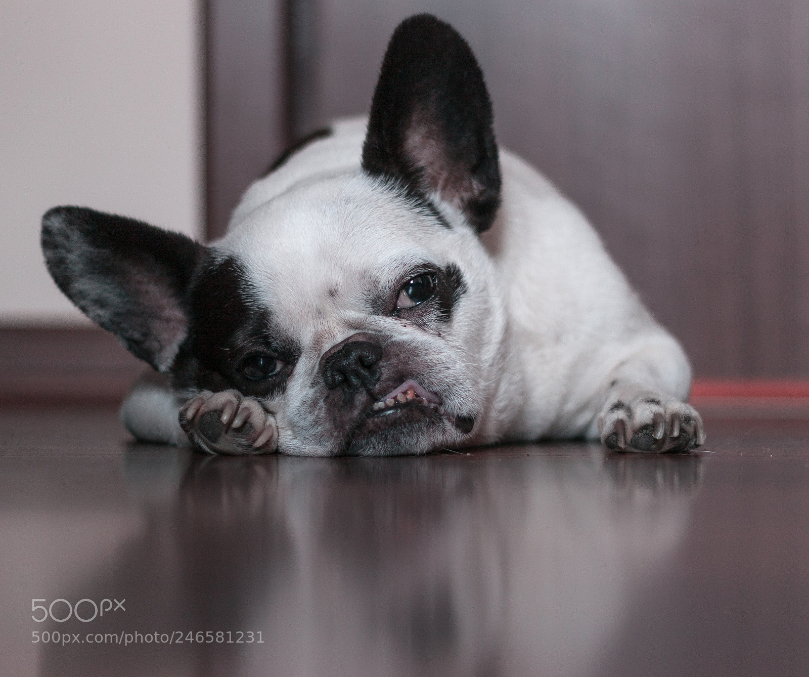 Canon EOS 500D (EOS Rebel T1i / EOS Kiss X3) sample photo. Lola photography