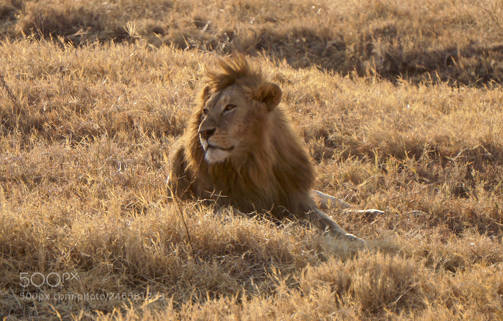 Sony Alpha a5000 (ILCE 5000) sample photo. Lion at ngorongoro crater photography
