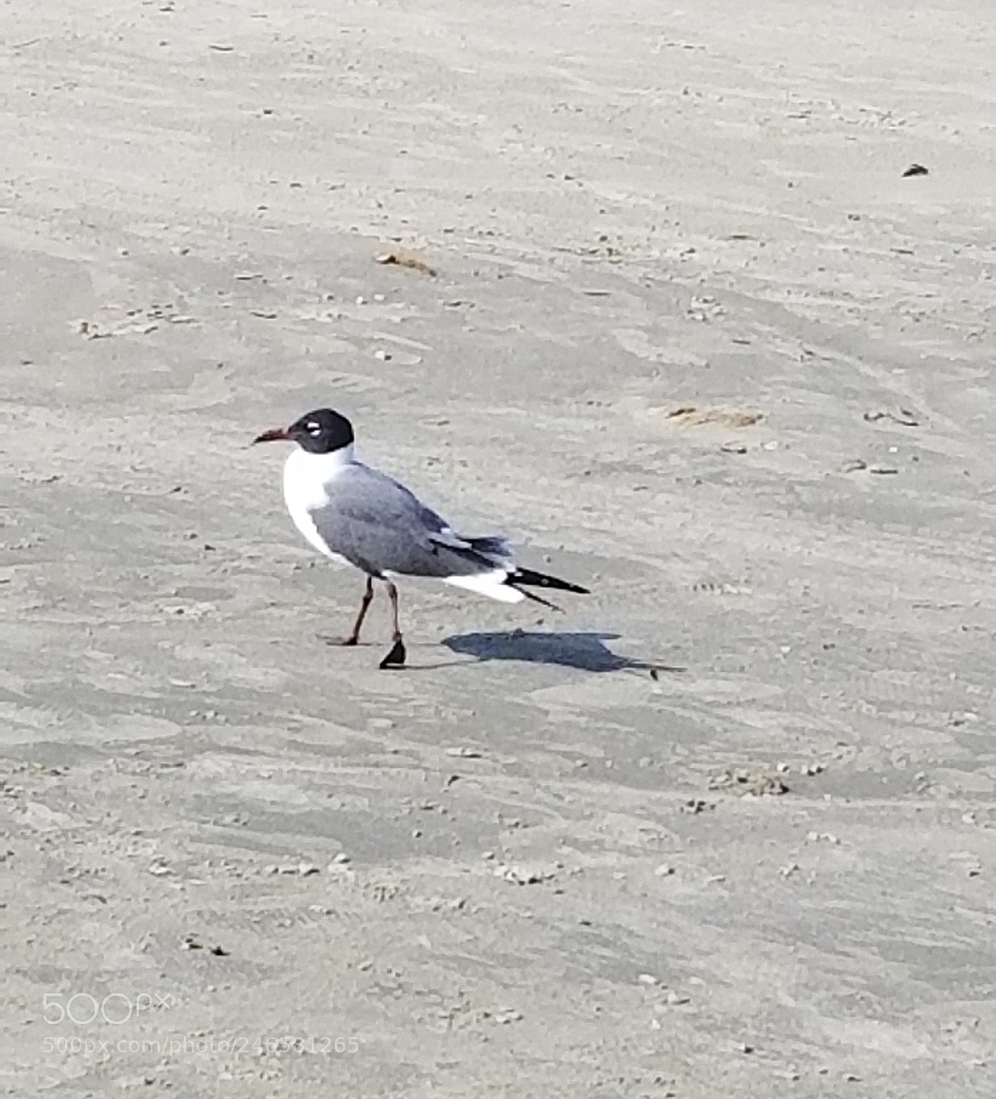 Samsung Galaxy S8+ sample photo. Untitled photography
