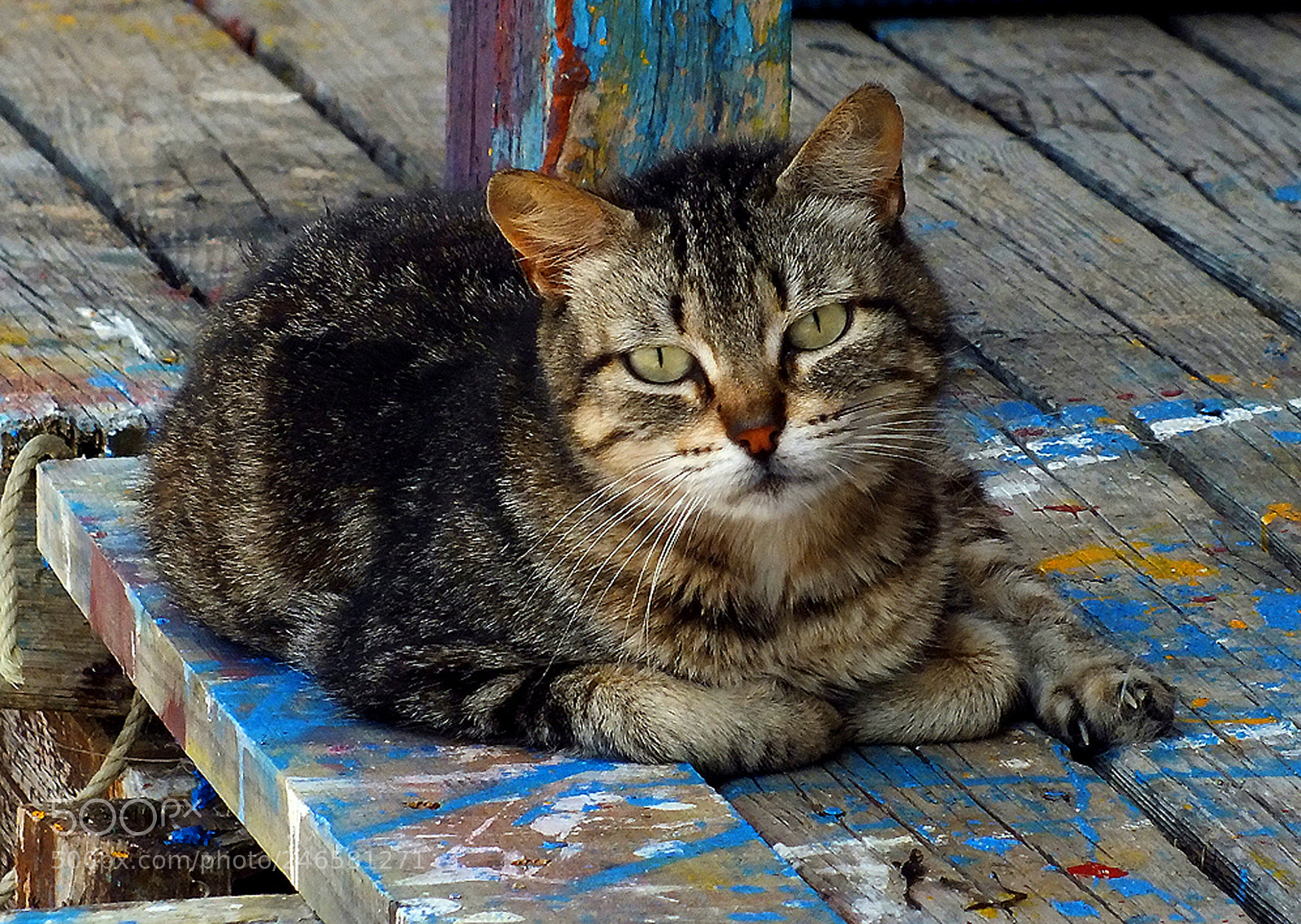 FujiFilm FinePix HS20 EXR (FinePix HS22 EXR) sample photo. The fisherman's cat photography