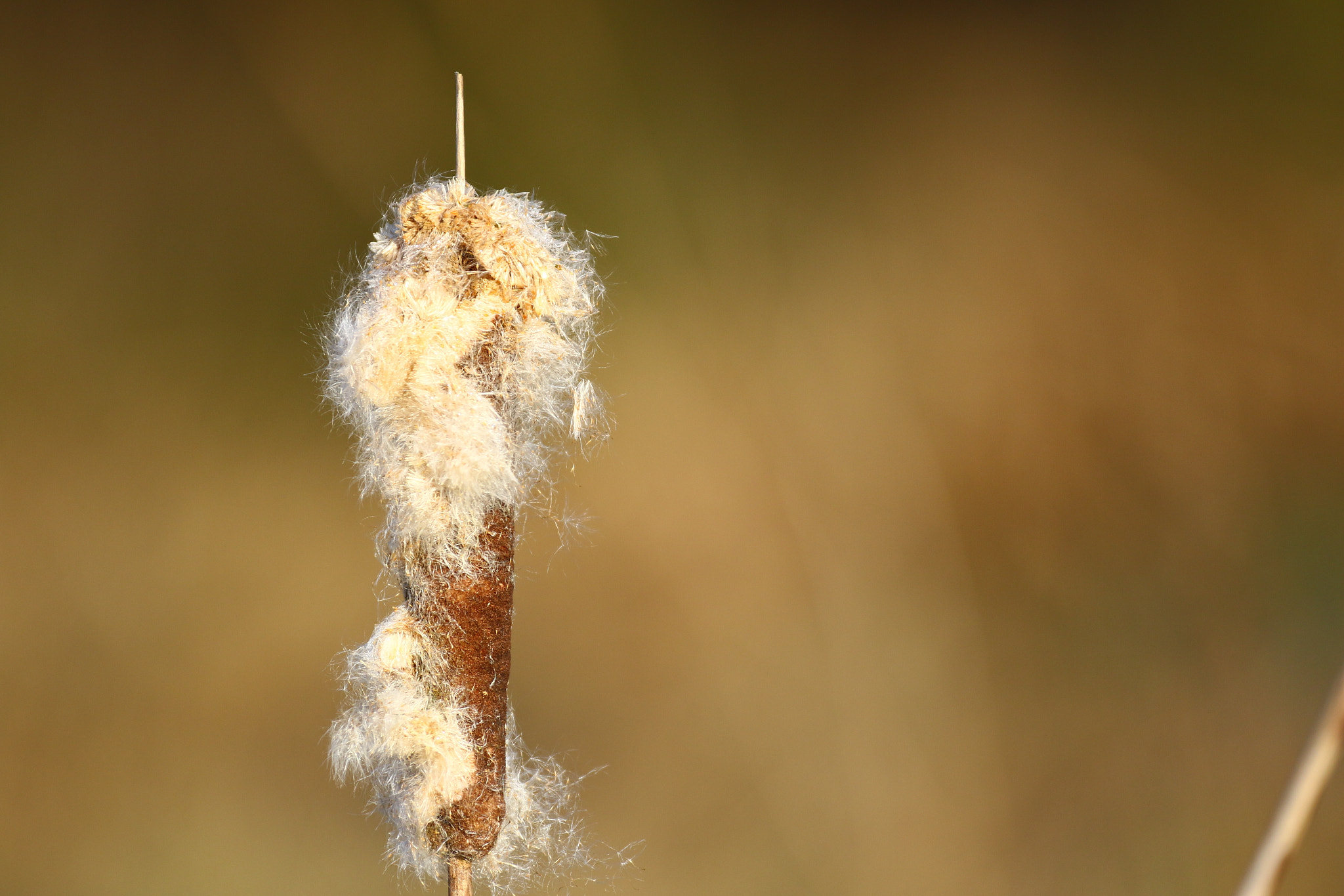 Canon EOS 7D Mark II sample photo. Little flyffy cattail photography