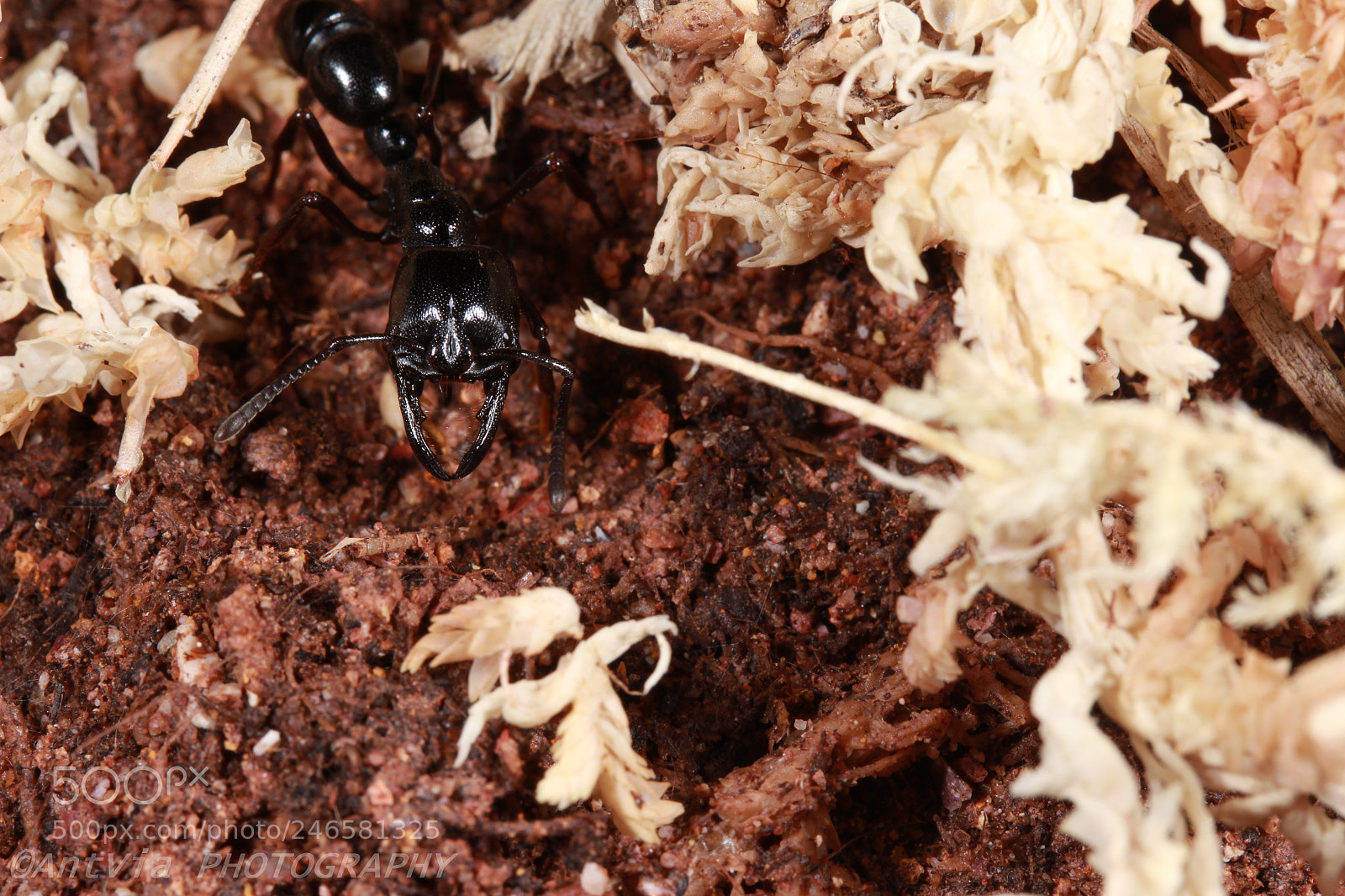 Canon EF-S 60mm F2.8 Macro USM sample photo. Plectroctena mandibularis photography