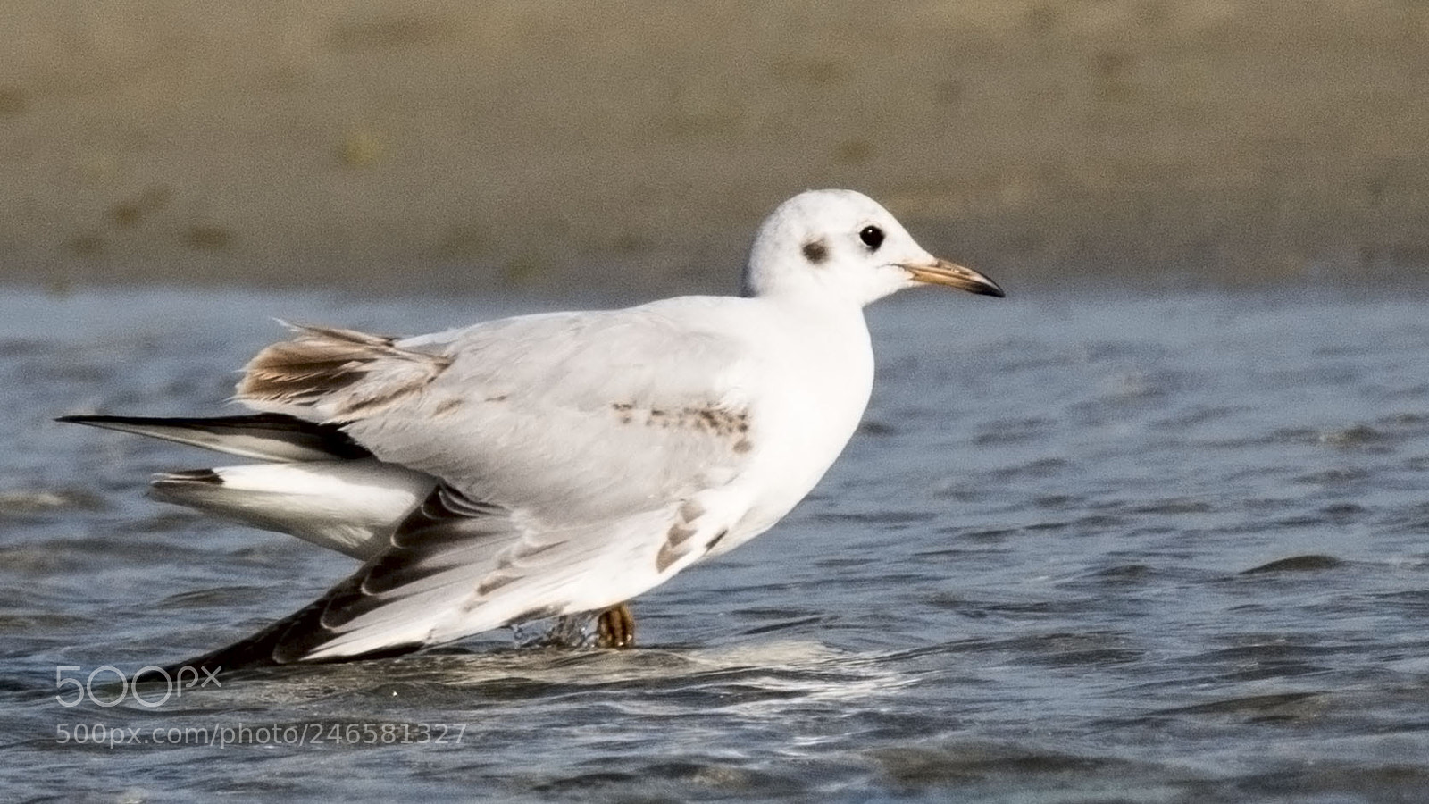 Nikon D500 sample photo. Seagull photography