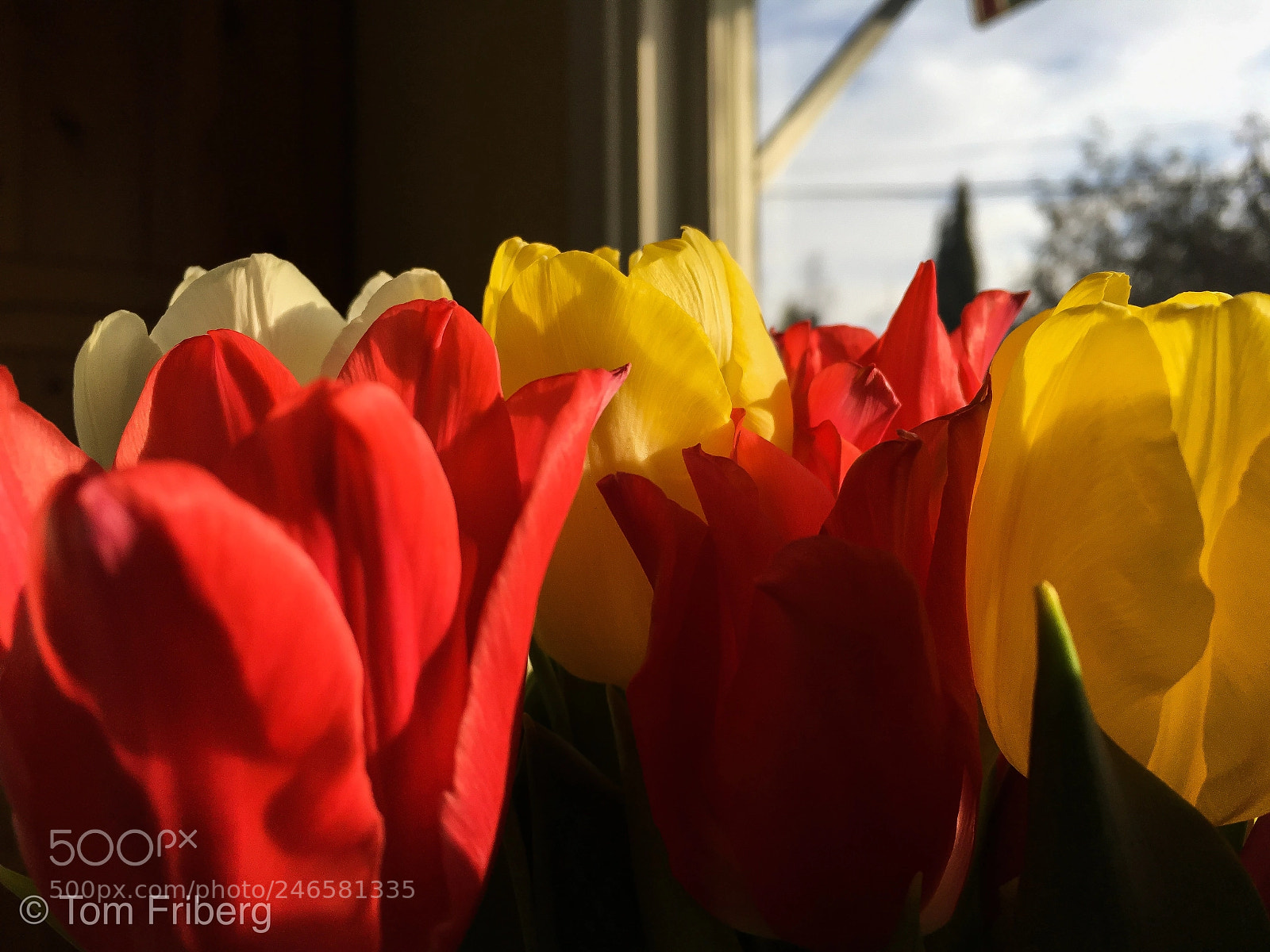 Apple iPhone 6s Plus sample photo. Just some simple flowers ? photography