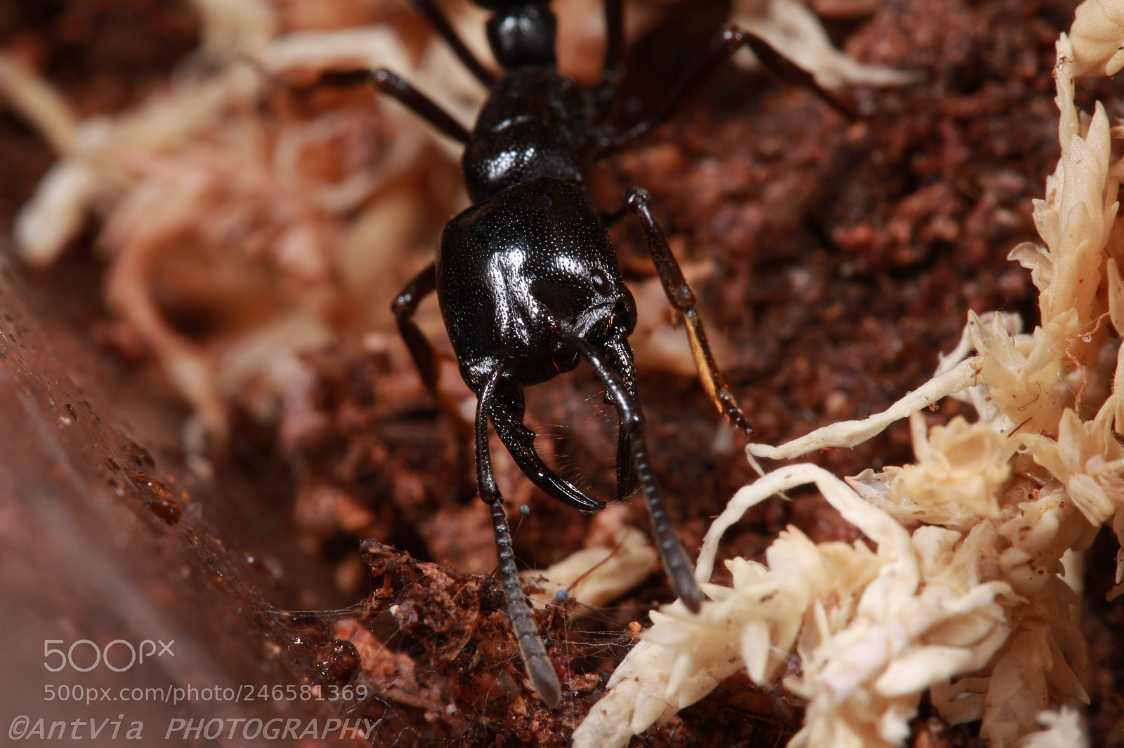 Canon EF-S 60mm F2.8 Macro USM sample photo. Plectroctena mandibularis photography