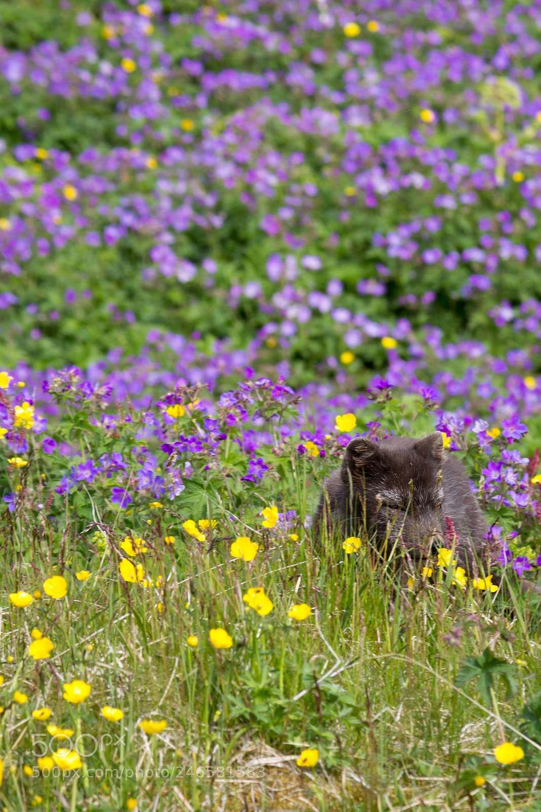 Canon EOS 600D (Rebel EOS T3i / EOS Kiss X5) sample photo. Flora and fauna photography
