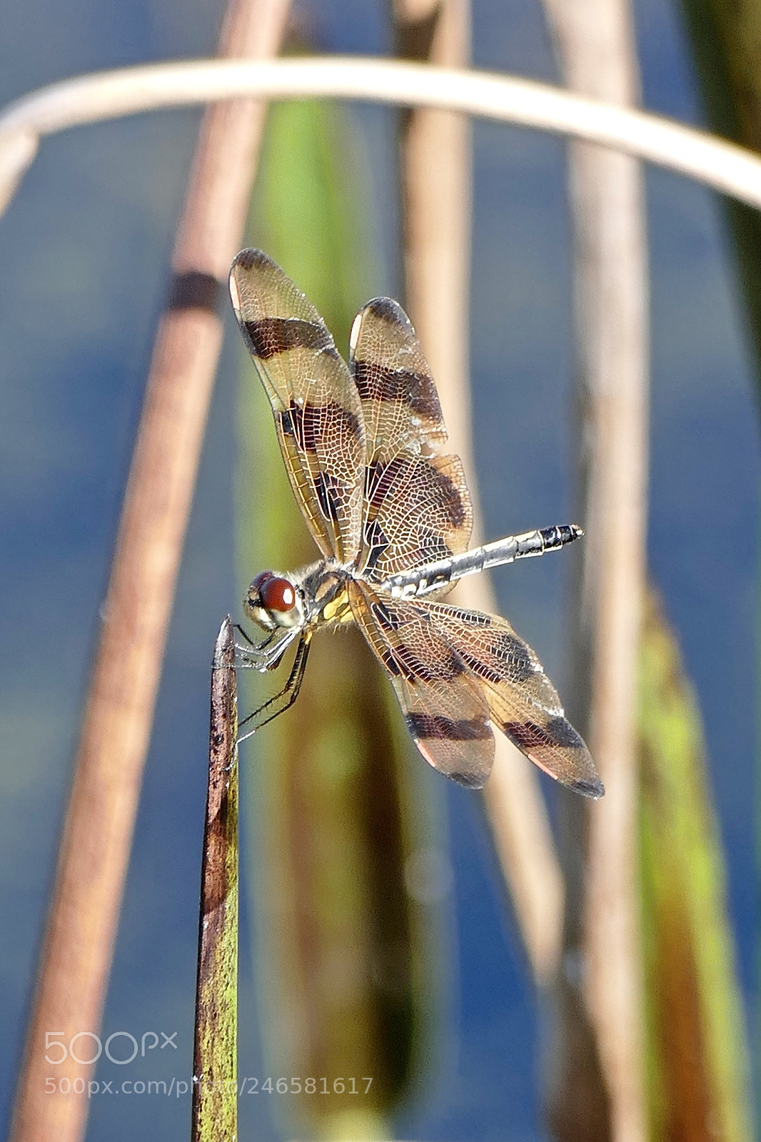 Panasonic Lumix DMC-FZ1000 sample photo. Dragonfly 2 photography