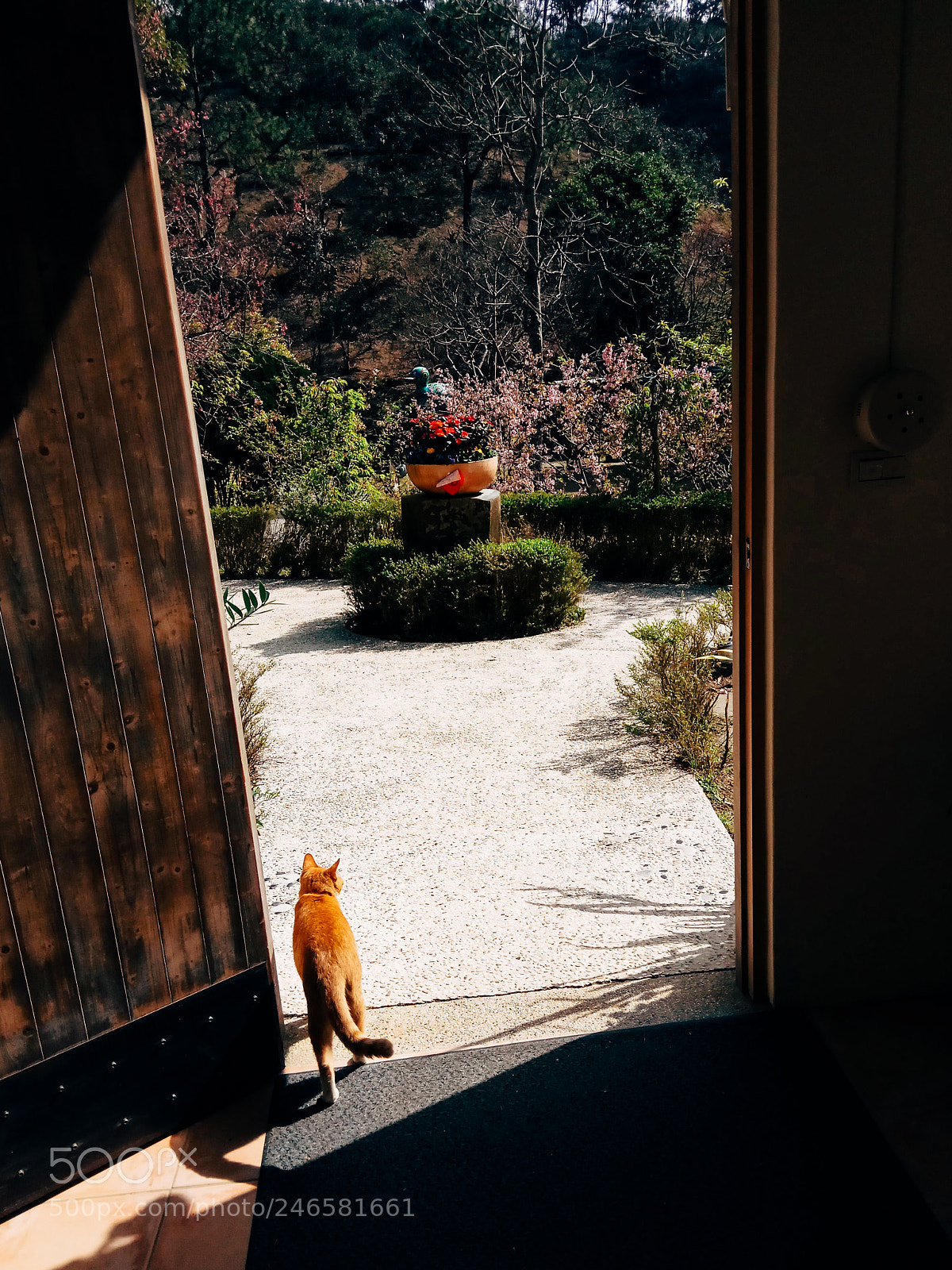Xiaomi Redmi Note 4 sample photo. Street cat photography