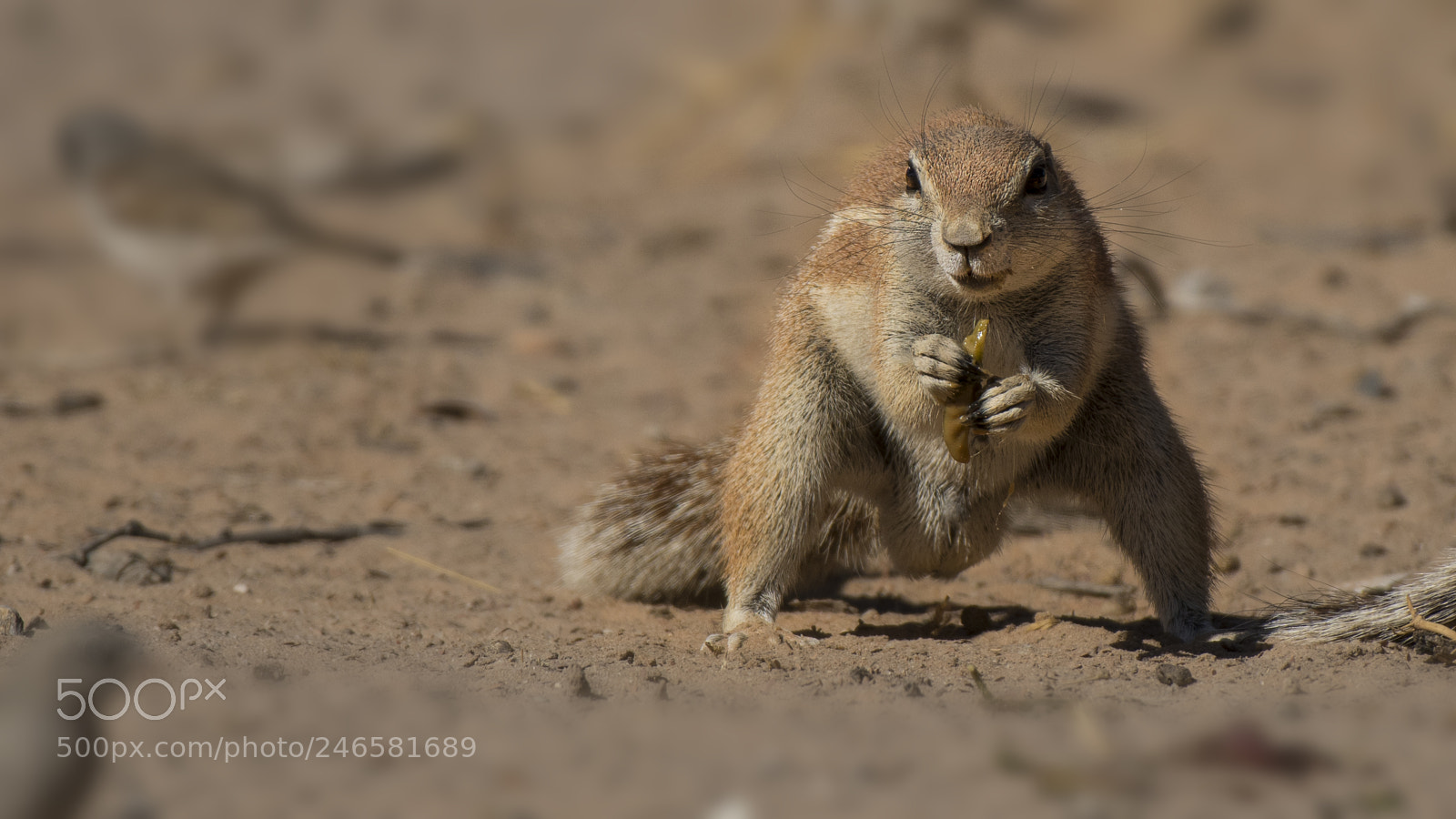 Nikon D500 sample photo. Ground squirrel photography