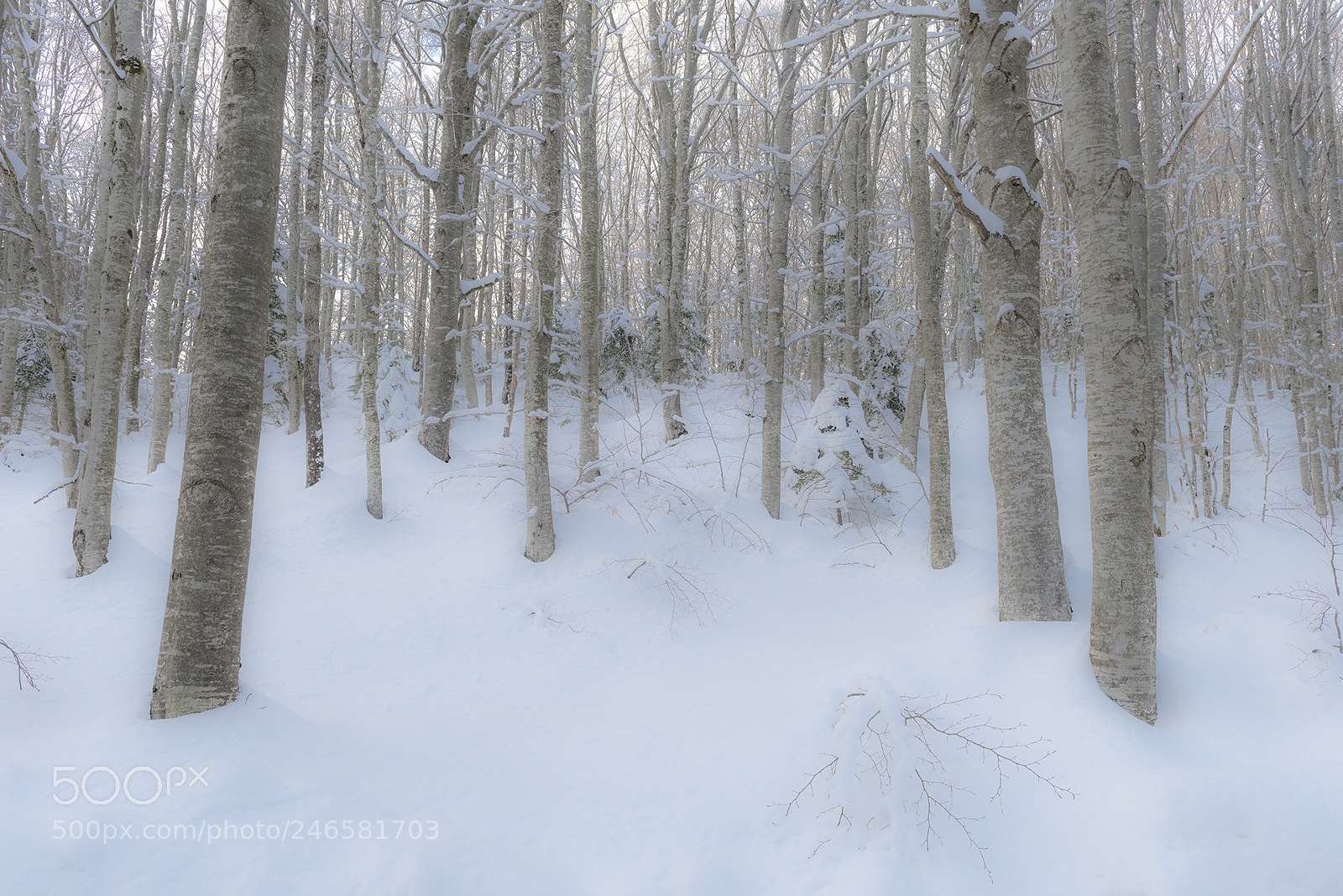 Nikon D810 sample photo. Beech wood photography
