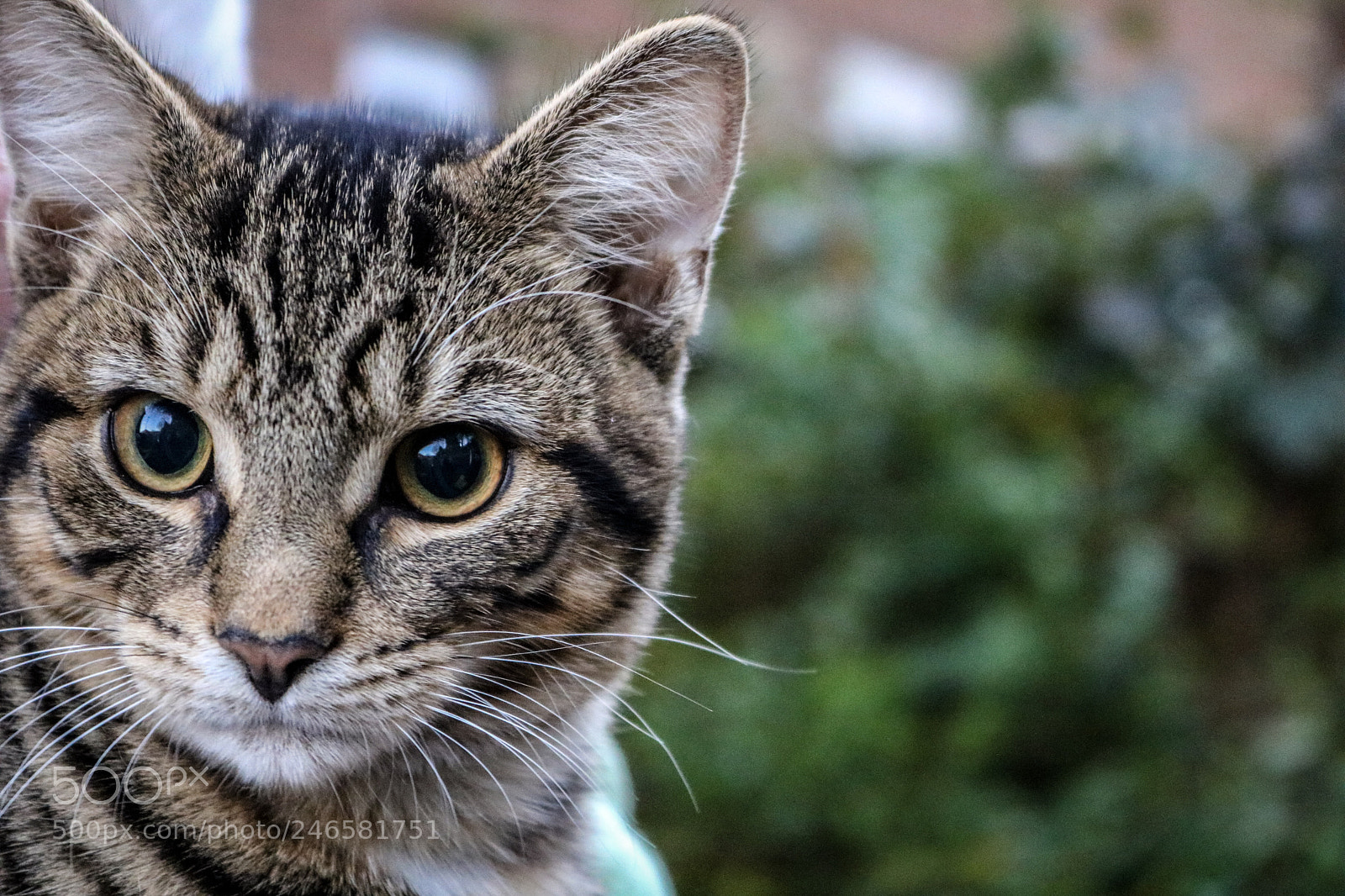 Canon EOS 750D (EOS Rebel T6i / EOS Kiss X8i) sample photo. Dragon li domestic cat photography