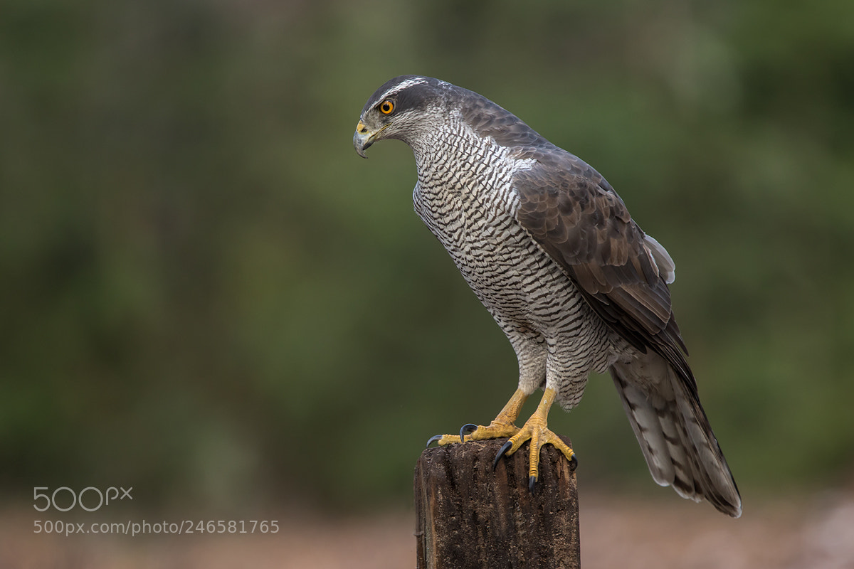 Canon EOS 7D Mark II sample photo. Goshawk photography