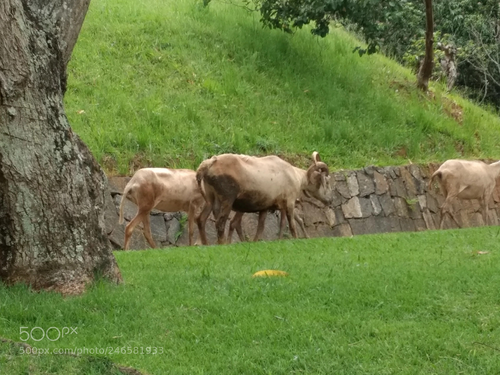 Motorola Moto G (4) sample photo. Lamb photography