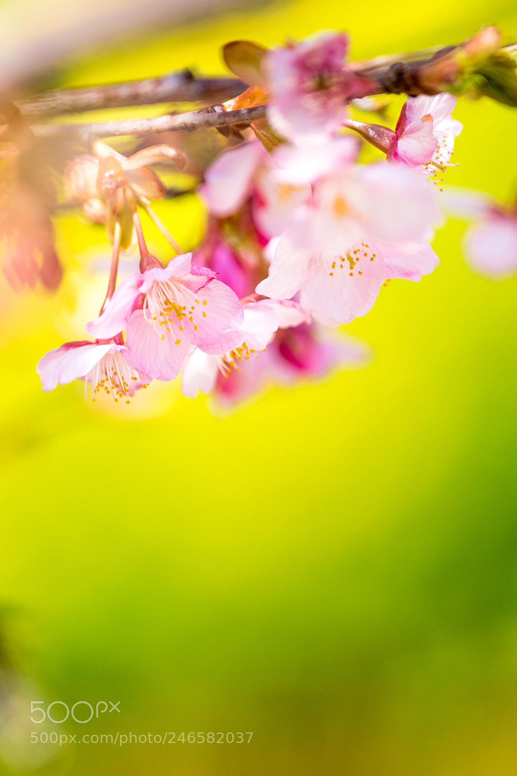 Sony a7R II sample photo. Spring colors photography