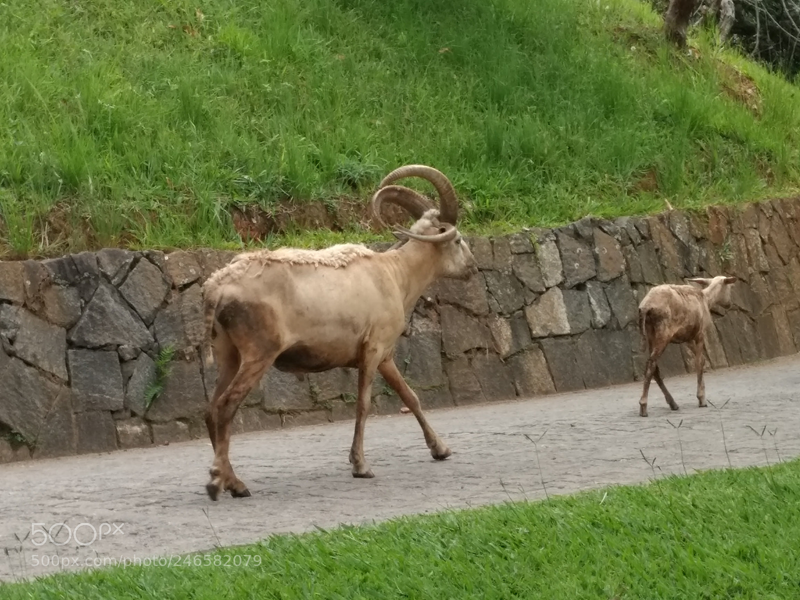Motorola Moto G (4) sample photo. Lamb photography