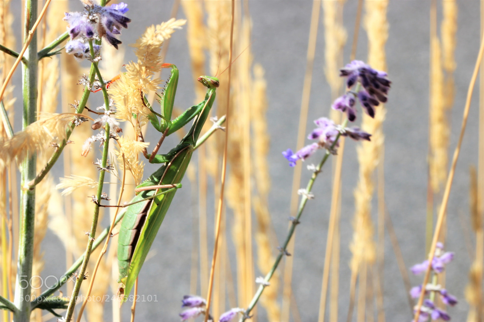 Canon EOS 760D (EOS Rebel T6s / EOS 8000D) sample photo. La mante religieuse photography