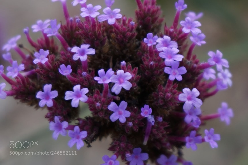 Sony Alpha a5000 (ILCE 5000) sample photo. 3.jpg photography