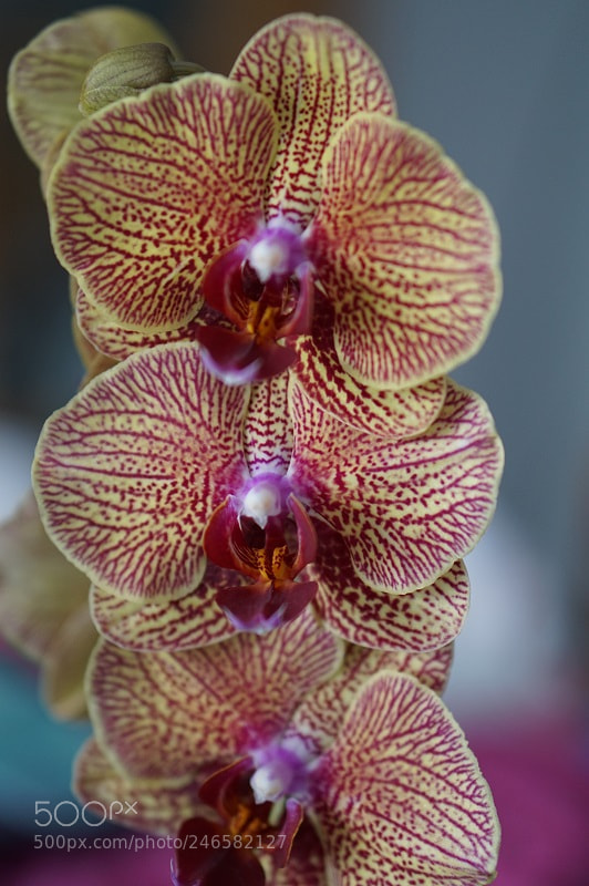 Sony Alpha a5000 (ILCE 5000) sample photo. 4.jpg photography
