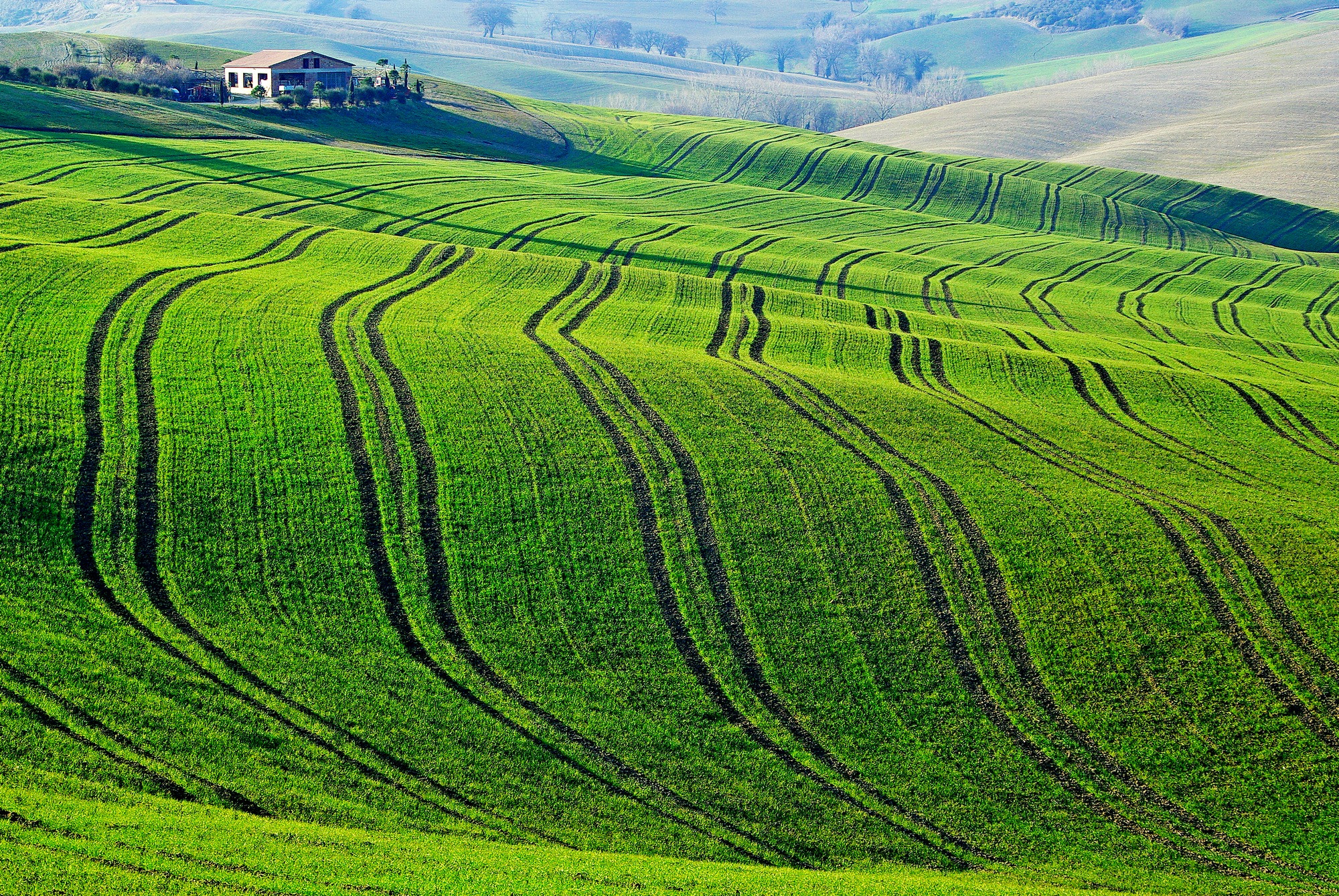 Pentax K10D + PENTAX-F 28-80mm F3.5-4.5 sample photo. Fields of young wheat in val d'orcia photography