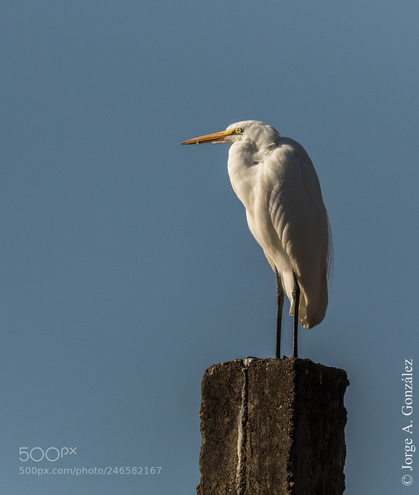 Canon EOS 7D Mark II sample photo. Great egret photography