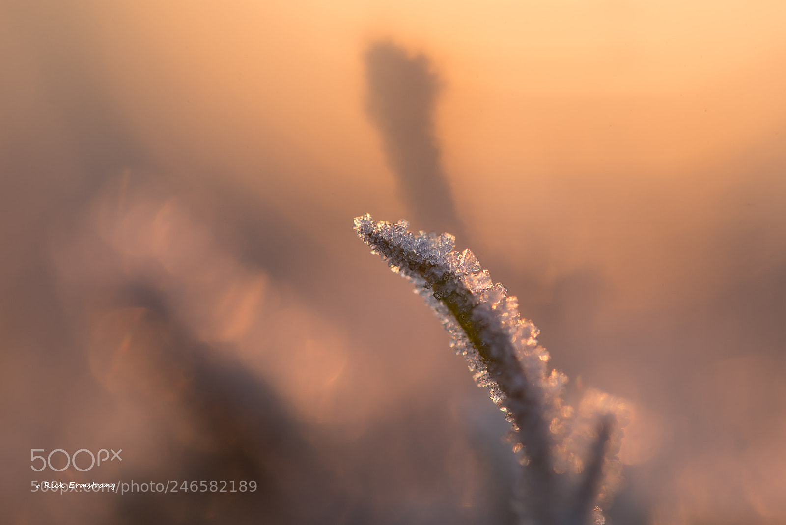 Nikon D610 sample photo. Sunset and frost photography