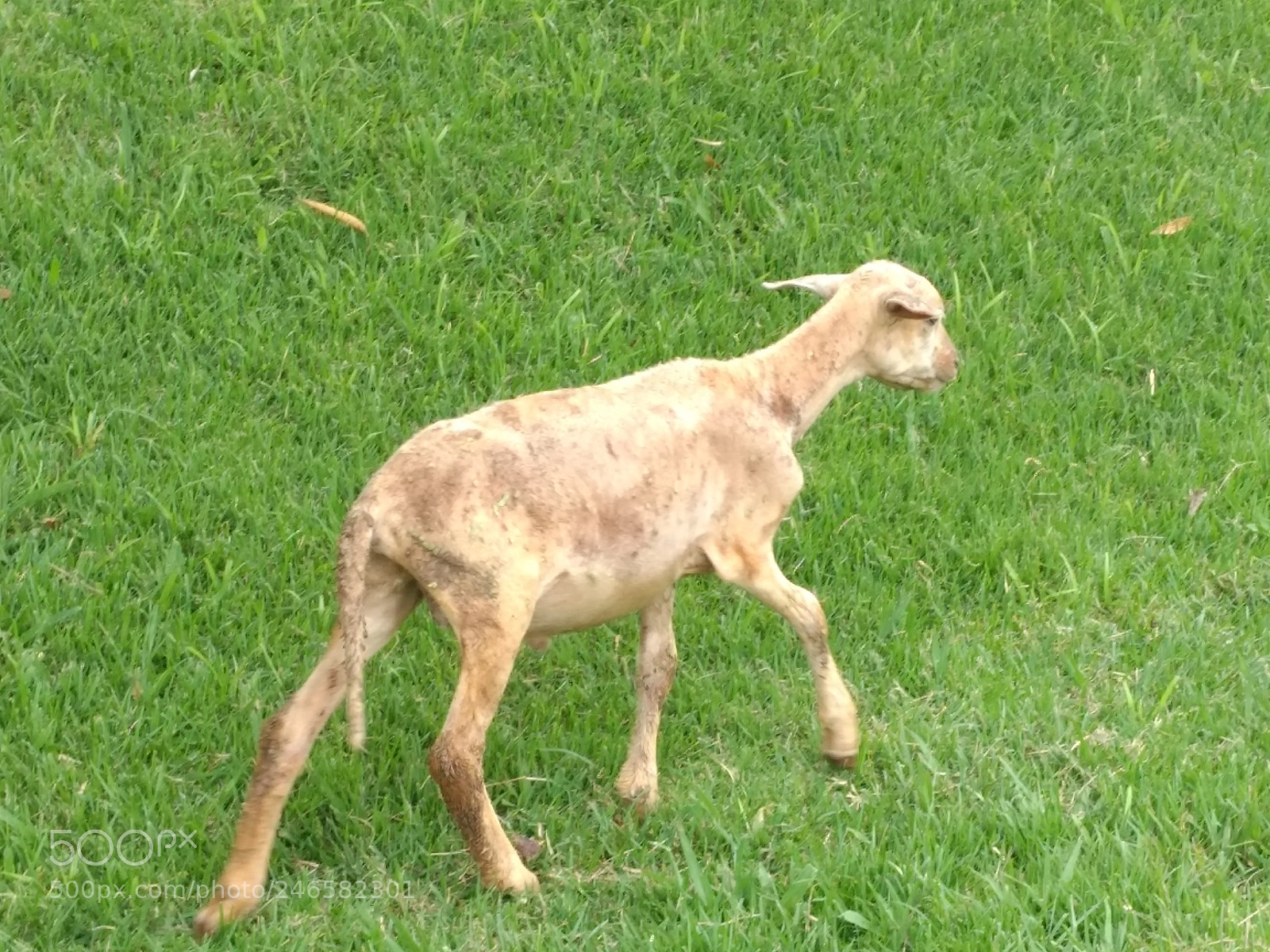 Motorola Moto G (4) sample photo. Sheep photography