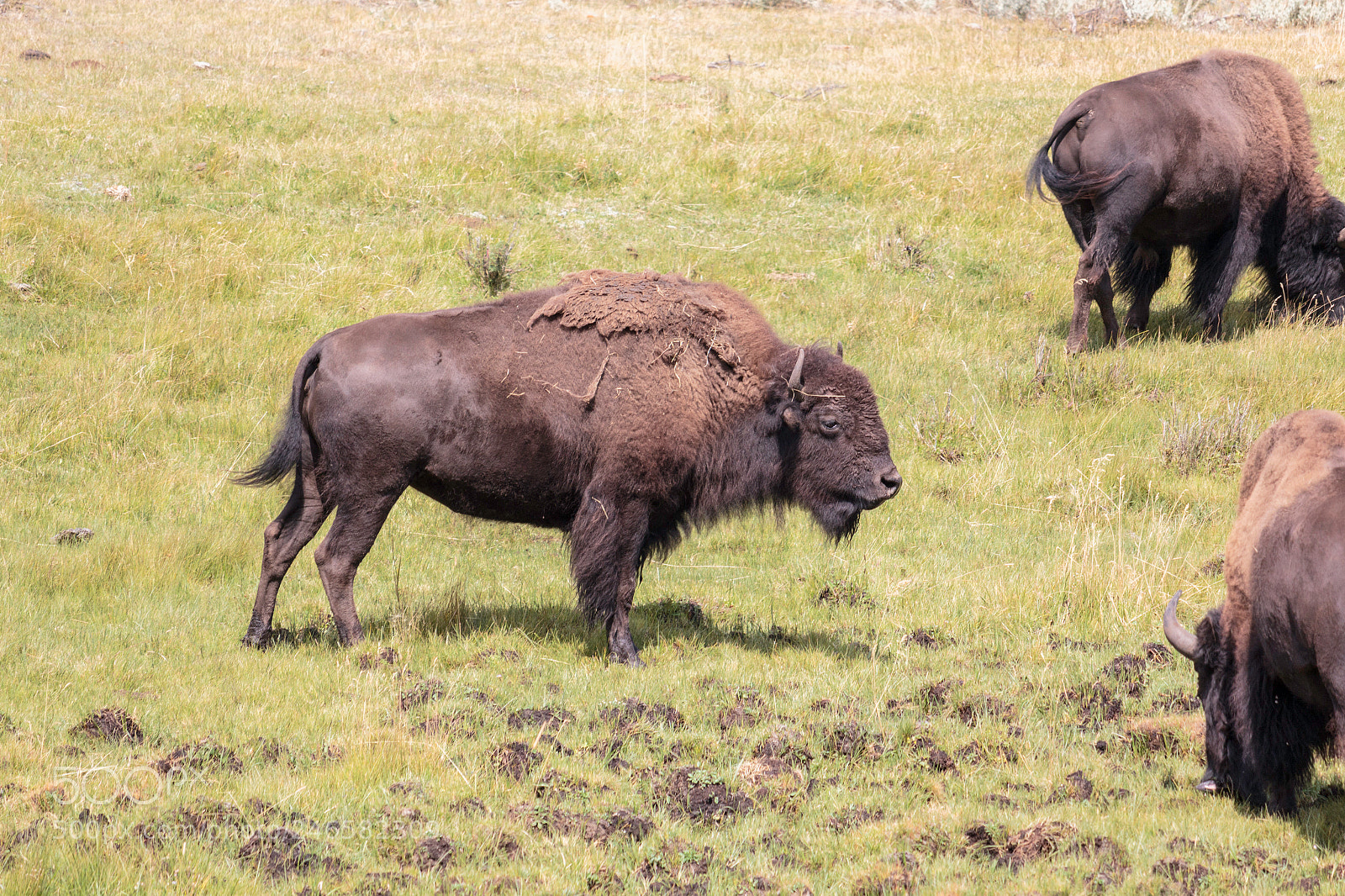 Canon EOS 600D (Rebel EOS T3i / EOS Kiss X5) sample photo. Yellowstone bison photography