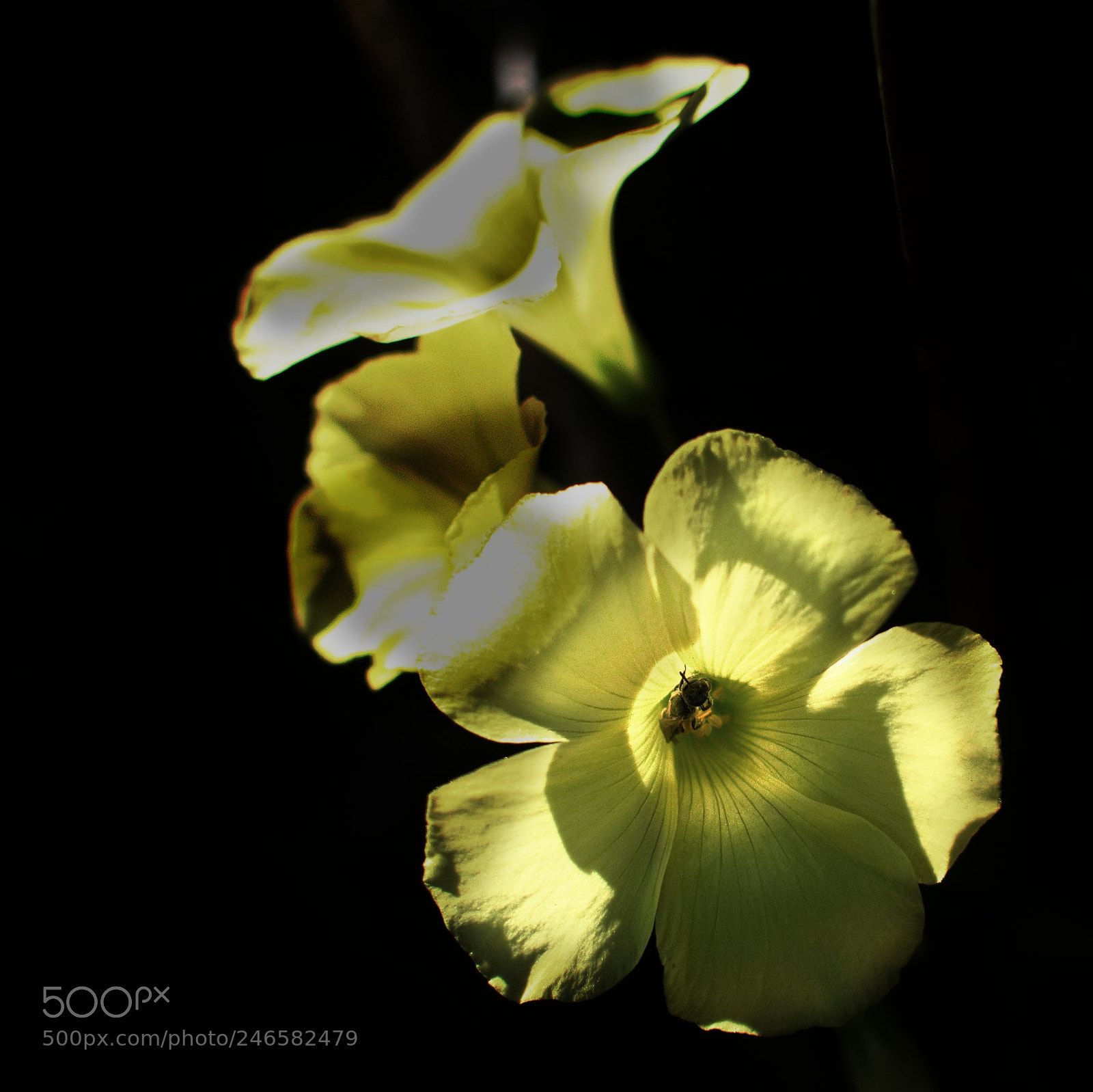 Nikon D7200 sample photo. Flora glow photography