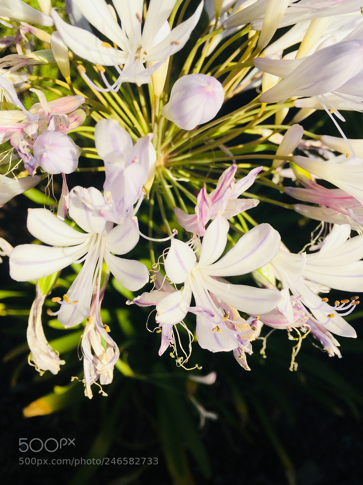 Apple iPhone SE sample photo. Flora photography