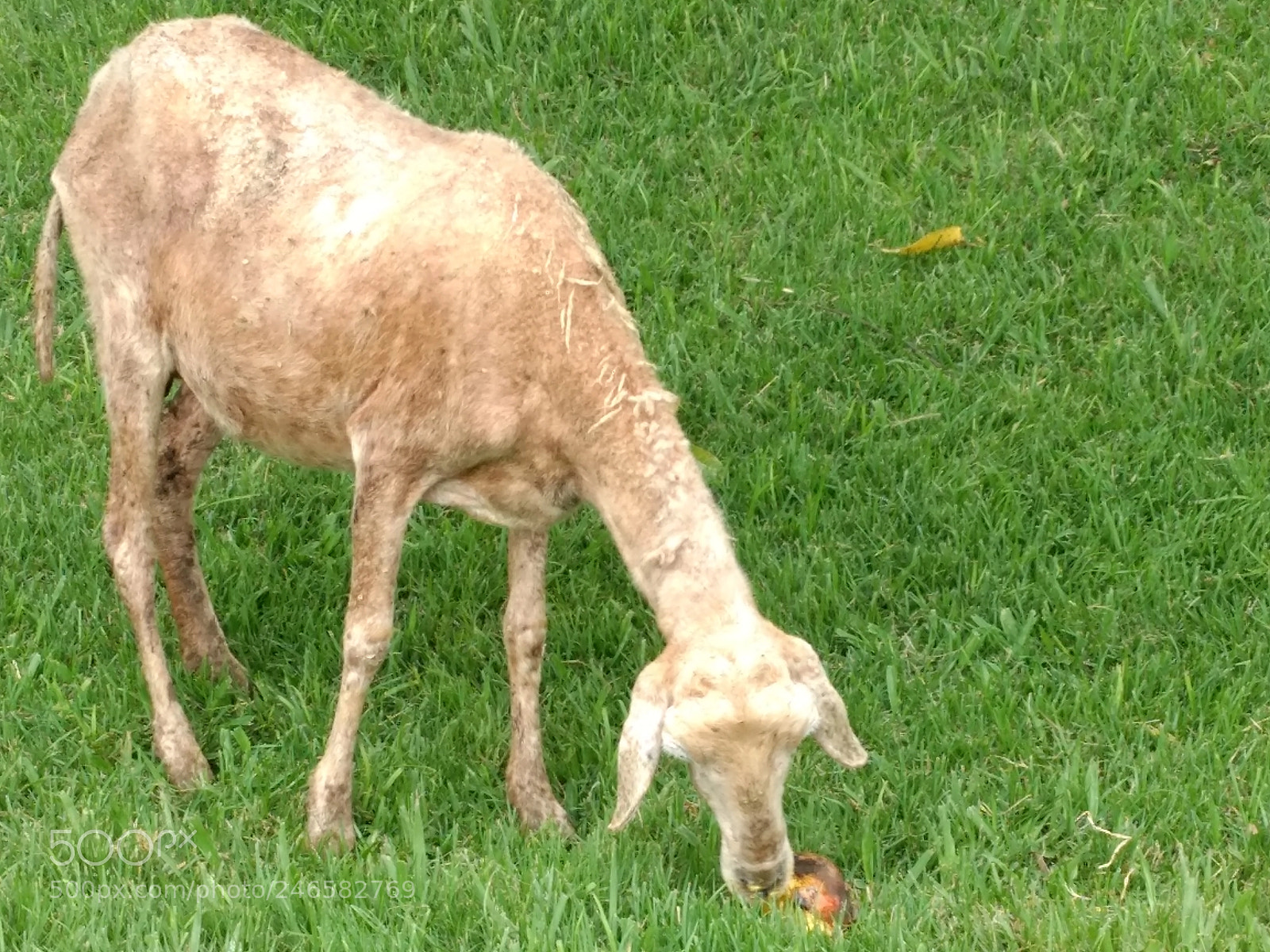 Motorola Moto G (4) sample photo. Sheep photography