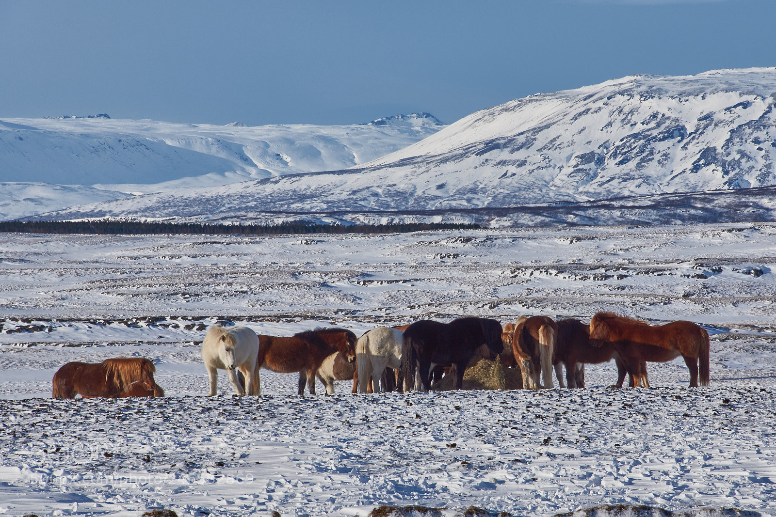 Sony SLT-A65 (SLT-A65V) sample photo. Islandic horses photography