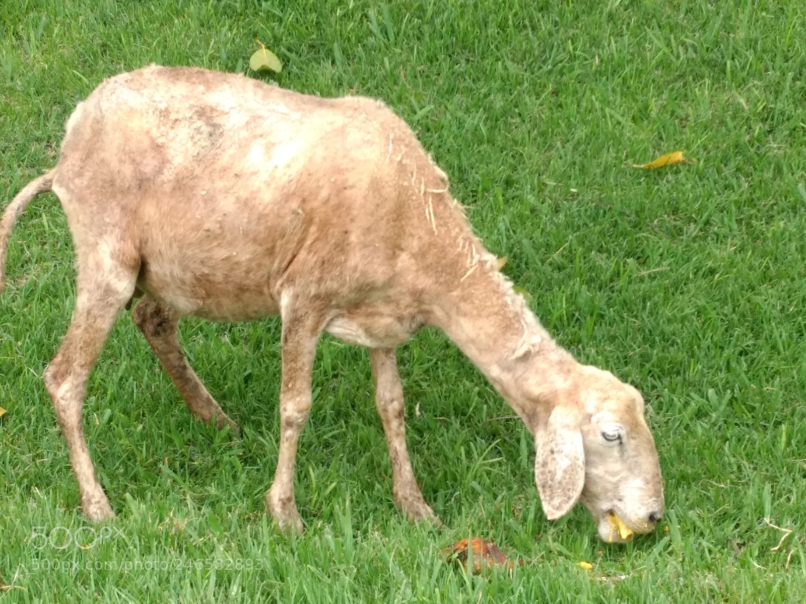 Motorola Moto G (4) sample photo. Sheep photography