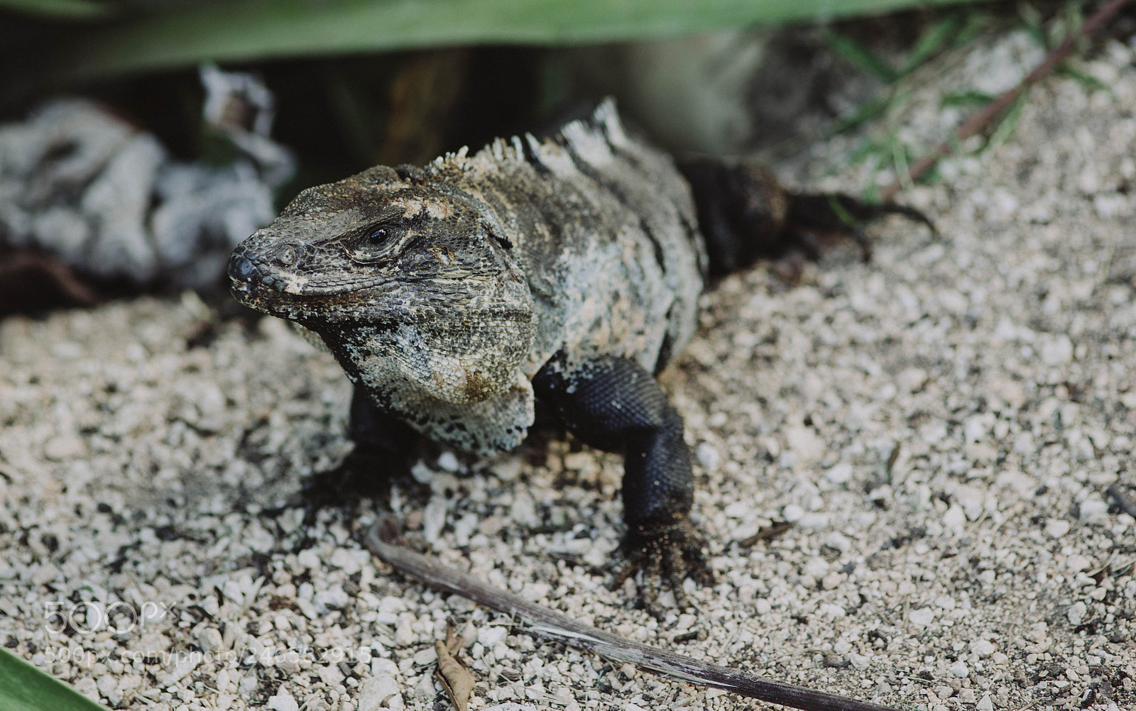 Canon EOS-1D X sample photo. Lizard! photography