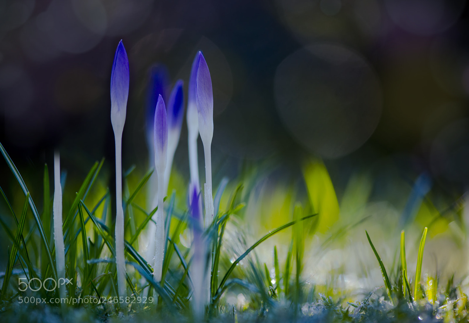 Nikon D800 sample photo. In the first  light photography