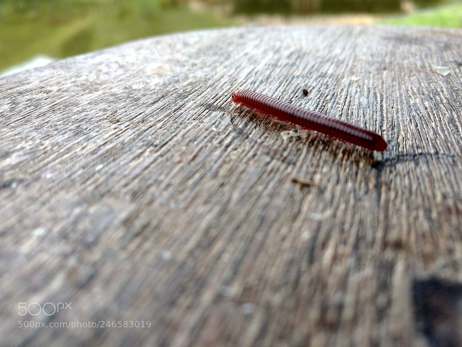 Motorola Moto G (4) sample photo. Centipede photography