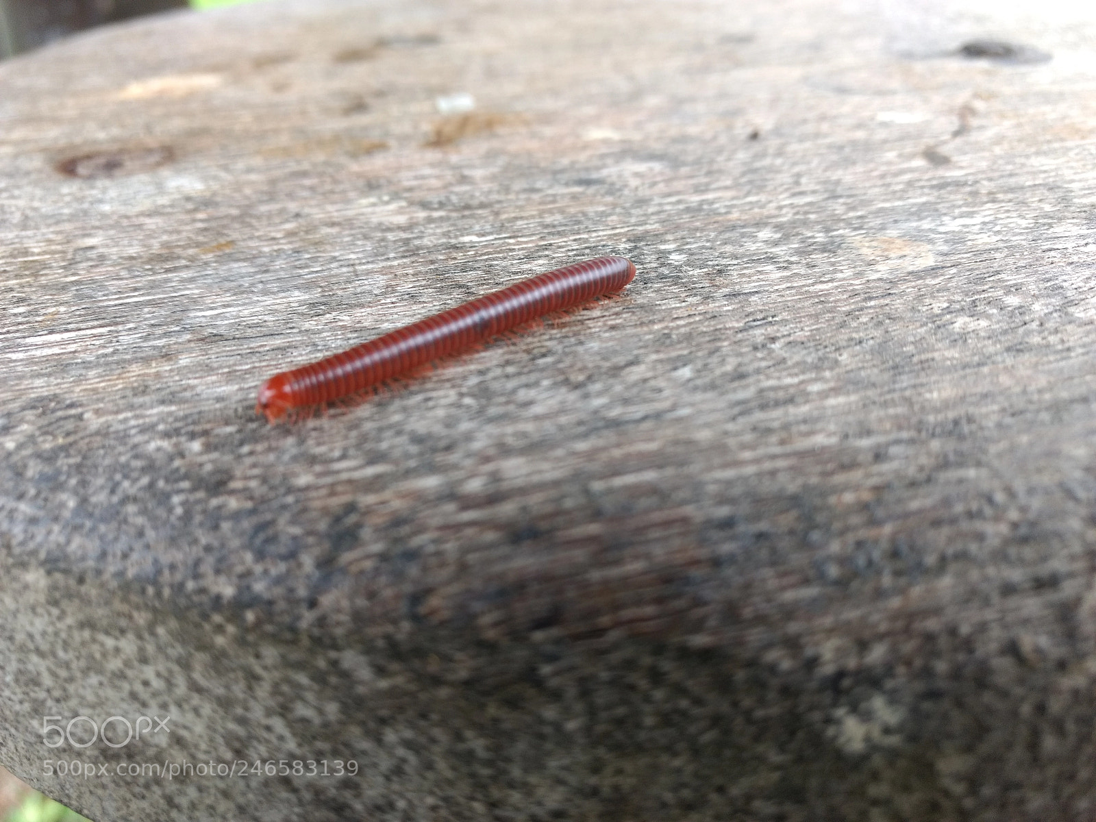 Motorola Moto G (4) sample photo. Centipede photography