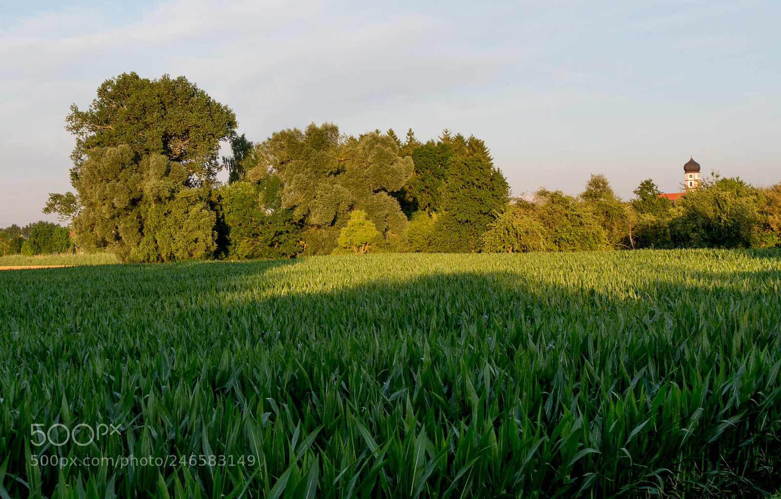 Panasonic DMC-G70 sample photo. Field photography