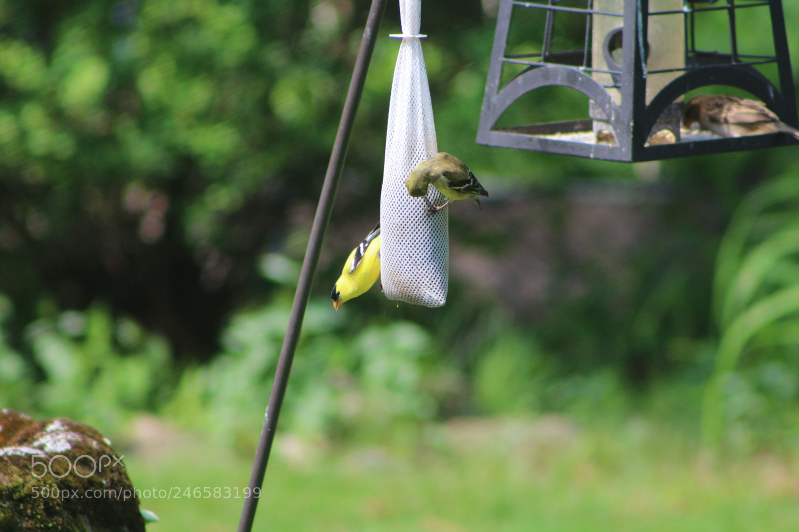 Canon EOS 650D (EOS Rebel T4i / EOS Kiss X6i) sample photo. Yellow finches photography