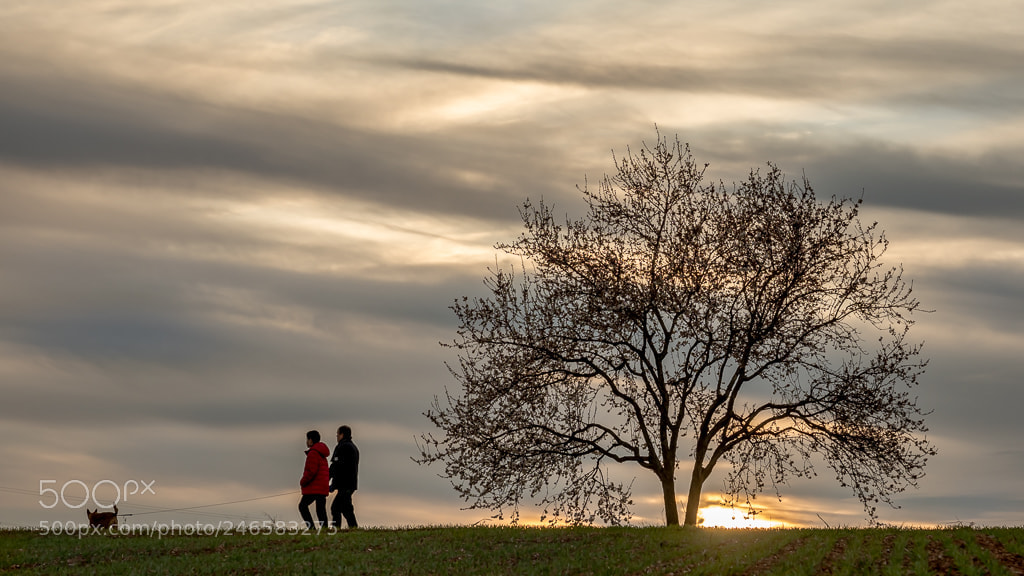 Olympus OM-D E-M1 Mark II sample photo. Sunset walkers.. photography
