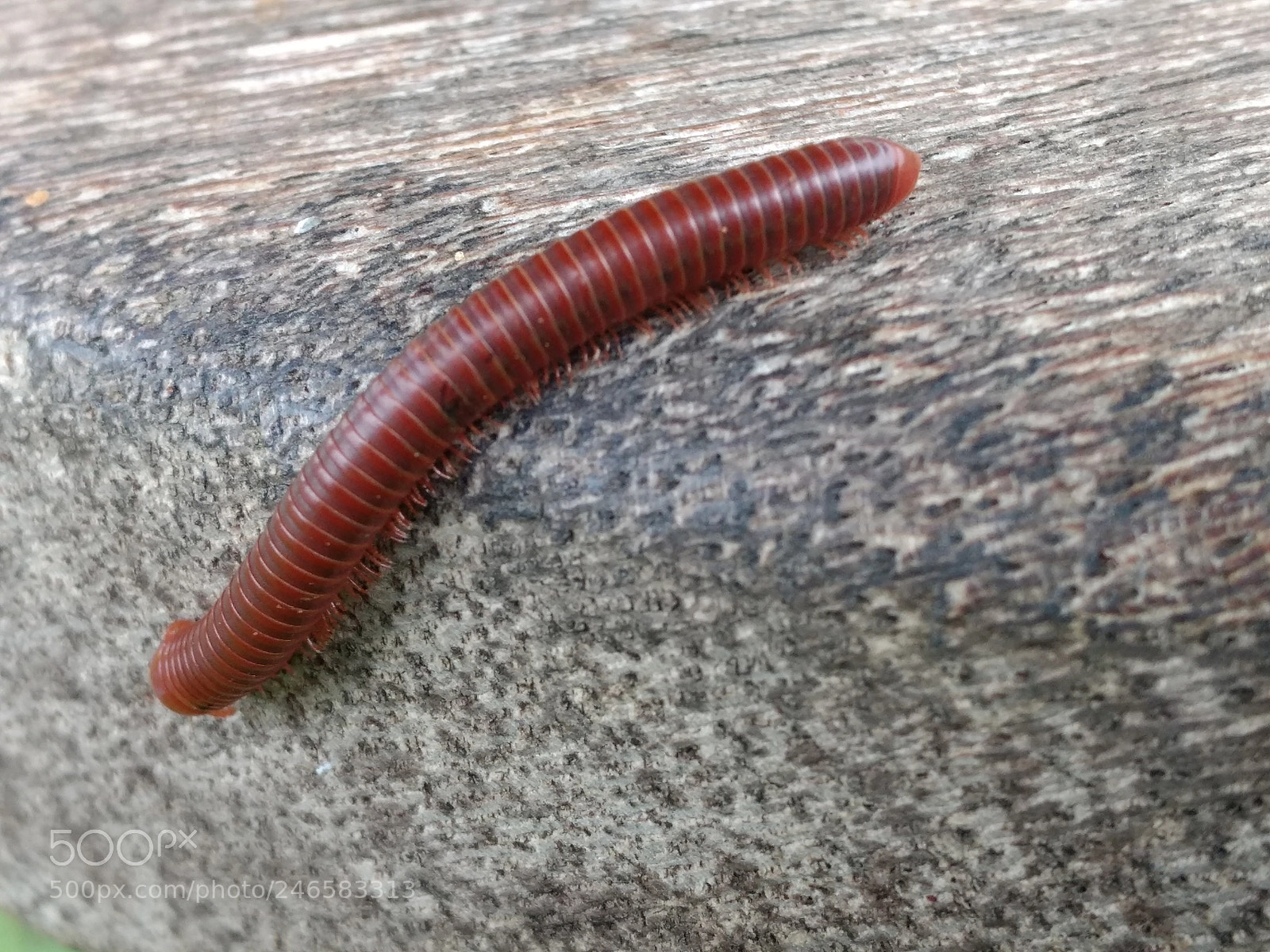 Motorola Moto G (4) sample photo. Centipede photography